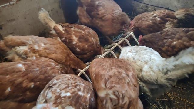 Кормлю кур пророщенным зерном для повышения яйценоскости