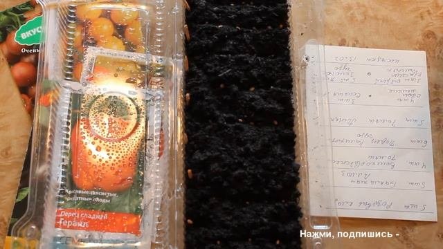 Посев на рассаду и пикировка перцев, баклажан и томатов.