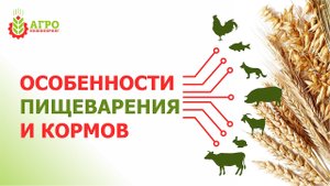 Работа пищеварительной системы у животных, птиц и рыб. Виды систем пищеварения.