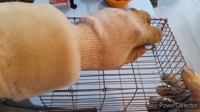 Кто-то завёлся в курятнике, ласка , крыса?// Живоловка.