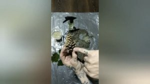 Как вырастить сосну . Сосна из шишки. Сосна на подоконнике. How to grow a pine tree. From pine cone