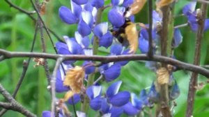 Лето Японский саксафон Релакс  7