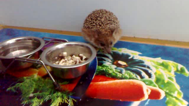 Домашние животные