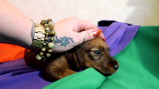 Ирландские терьеры : щенки от Курта и Андреа , суки , красная  и розовая лента смотреть онлайн