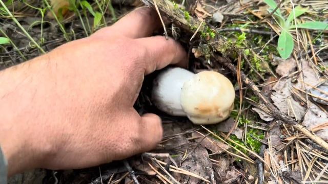 Грибное лето! Белые грибы и лисички! Грибы 2023 смотреть онлайн