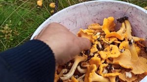 Собираю грибы лисички, цена, где растут...