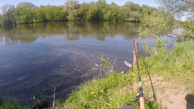 ДОНКА или ФИДЕР. НАЛОВИЛ полный САДОК ЛЕЩЕЙ #фидернаяловля #фидер #рыбалкакруглыйгод #лещ #рыбалка смотреть онлайн