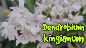 Dendrobium kingianum очередное домашнее цветение. Новички.