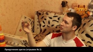 Продолжаю приручать щегла. Дрессировка щегла.