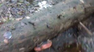 гриб трутовик, большие грибы на поваленных деревьях