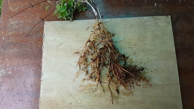 Внимание ! Болезни клематисов нематодой . Clematis . смотреть онлайн