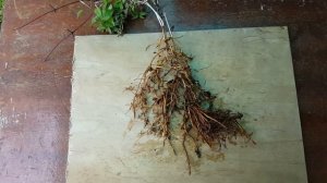 Внимание ! Болезни клематисов нематодой . Clematis .