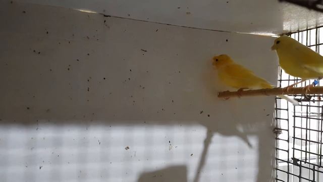 У канареек появились первые яйца, смотреть онлайн