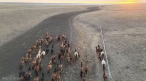 Amazing Scene of Wild Animals In 4K - Scenic Relaxation Film