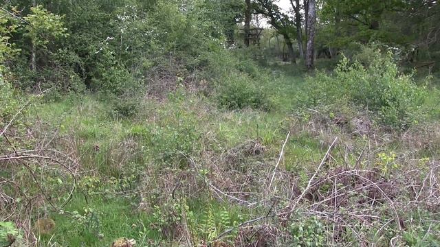 Forest Walk - Another Orchid and Butterfly Hunt смотреть онлайн