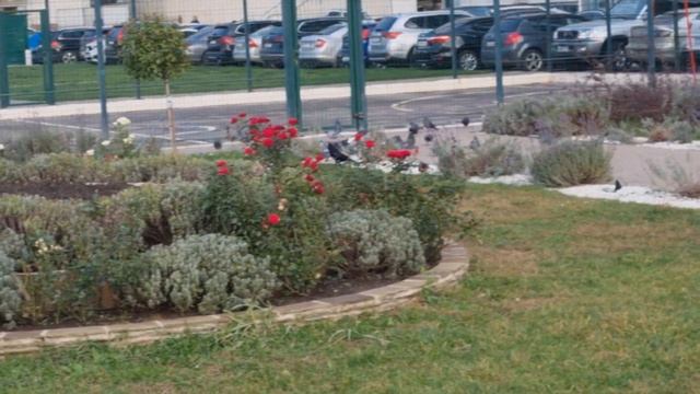 Веселые поздравления с днем рождения смотреть онлайн