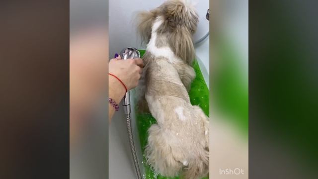 Знакомимся?))) Меня зовут Анастасия и я грумер) Специализируюсь на азиатских стрижках)