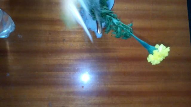 ?Чернобривцы(Бархатцы). Срезанные цветы пустили корни смотреть онлайн