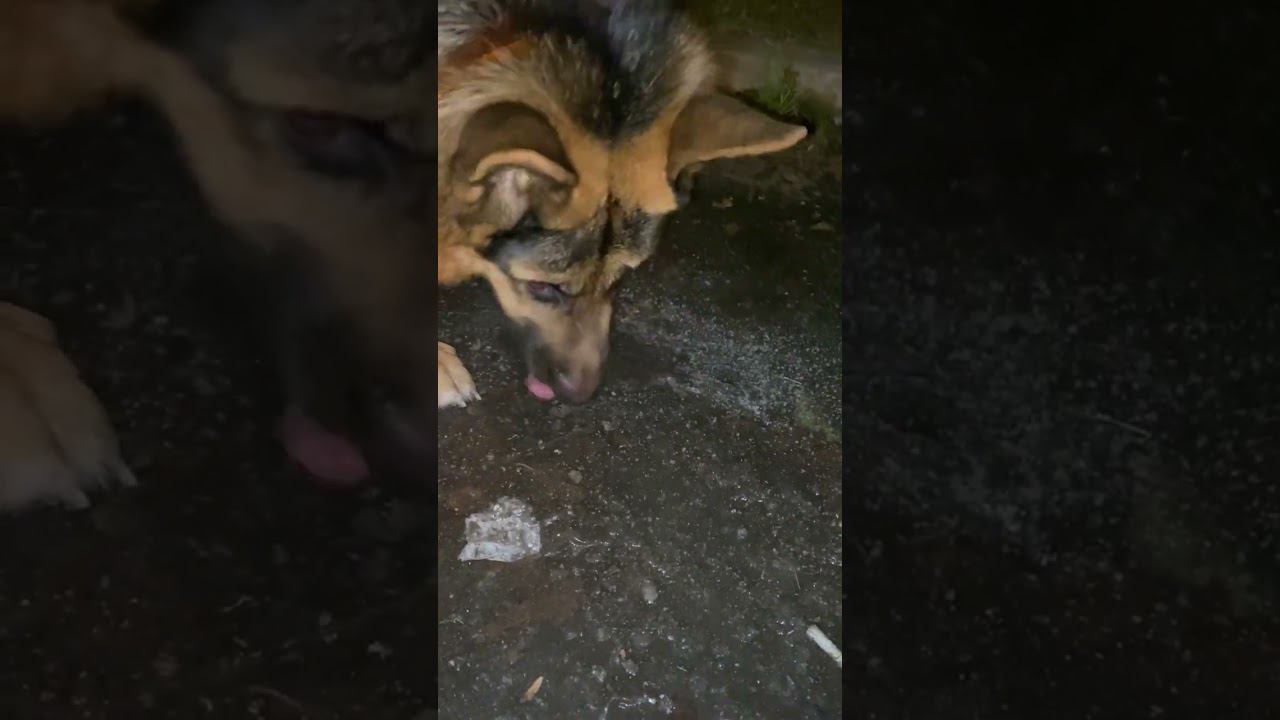 Немецкая овчарка грызёт лужу смотреть онлайн