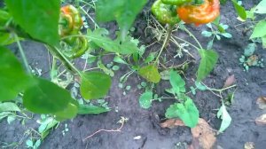 Jamaican Red. Перец острый Ямайский красный.