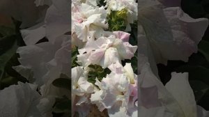 White and pink petunia flower 🌺🌺/ like/ comment and share