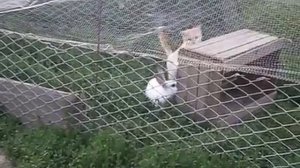 Кролики на выгуле загон для кроликов