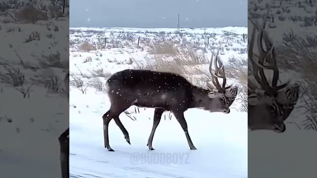 Two-Headed Deer / Двухголовый Олень смотреть онлайн