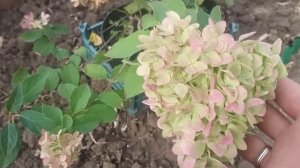 Новинка!!!Гортензия Саммер Лав.