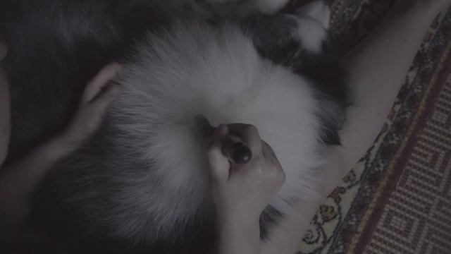 Шерсть повсюду. Сколько можно, невозможно терпеть эту линьку. Бордер Колли. смотреть онлайн