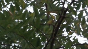 Медоносы сентября.