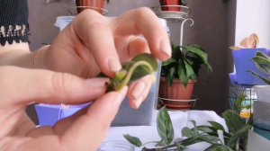 Аглаонемы. Черенкование и посадка.