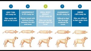 How To Tell If Your Dog Is Fat