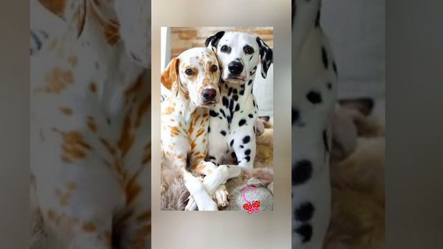 Бобик и Жучка, Джек и Джилл, Маня и Ваня...