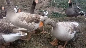 Еденские и Горьковские бойцовые гуси???