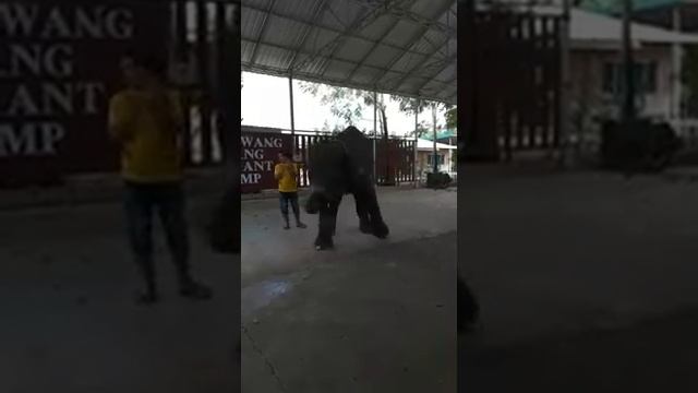 Слон танцует! Тайский слоновий заповедник. Умные слоны умеют все! The elephant is dancing! Thailan смотреть онлайн