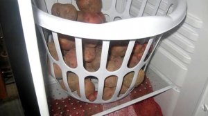 ПОЧЕМУ НЕЛЬЗЯ ХРАНИТЬ КАРТОШКУ В ХОЛОДИЛЬНИКЕ? ОНКОЛОГИ ПРОТИВ