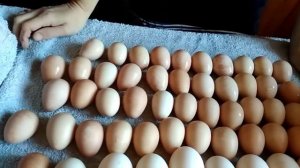 Начало инкубации яйца мускусной утки и цесарки .