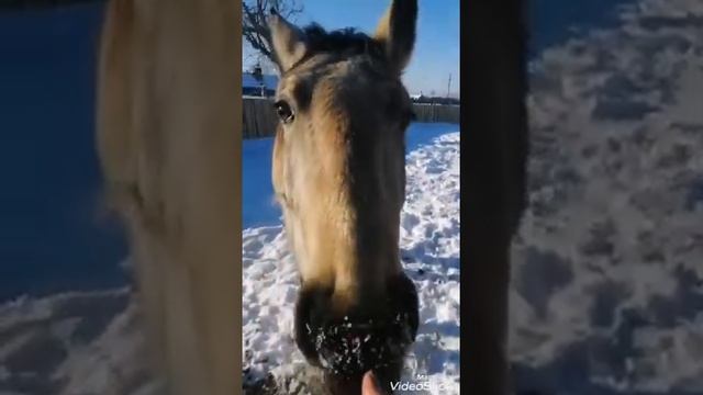 Сахиб конные прогулки по национальному парку "Марий Чодра"