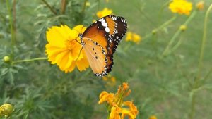 А.А. Фет "Бабочка"