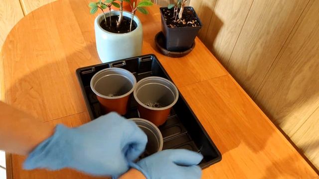 Молочай беложилковый, в народе "обезьянья пальма" ?? смотреть онлайн