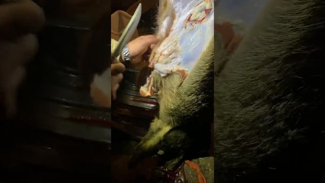 Охота.Разделка дикого кабана. От начала до конца. Часть 1. Не для слабонервных!!!! смотреть онлайн