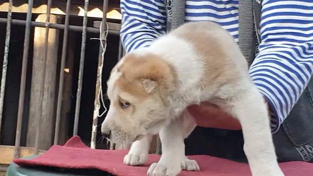 Щенки алабая среднеазиатской овчарки из питомника Аз марал продажа щенков +79278137957 вайбер ватса смотреть онлайн