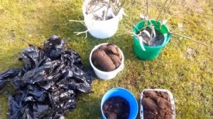 КАК посадить РОЗЫ СПРЕЙ осенью из питомника БЕККЕР\ SPRAY ROSE