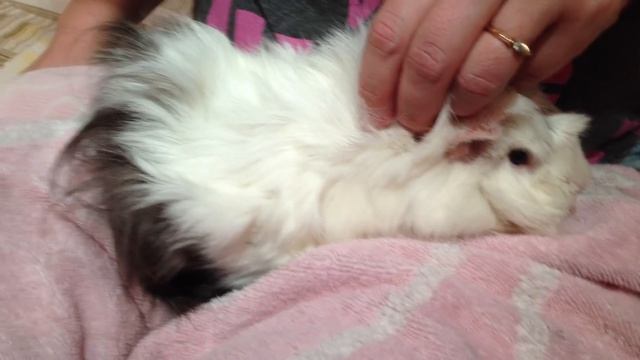 Как правильно делать укол морской свинке смотреть онлайн