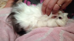 Как правильно делать укол морской свинке