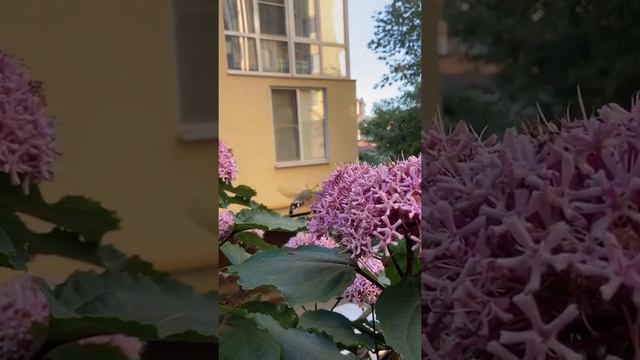 Насекомое, похожее на колибри. Сочи 2021. Бражник.