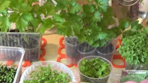 Как ускорить прорастание семян