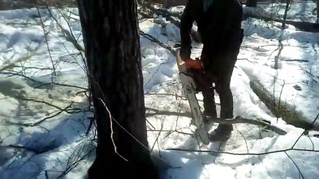 Валка леса, трелевка леса, лесоповал. КАК ПРАВИЛЬНО ВАЛИТЬ ДЕРЕВЬЯ!!! Half Pipe. Экстремальный лес!