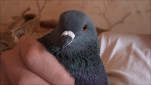 Голубь Баря в заточении