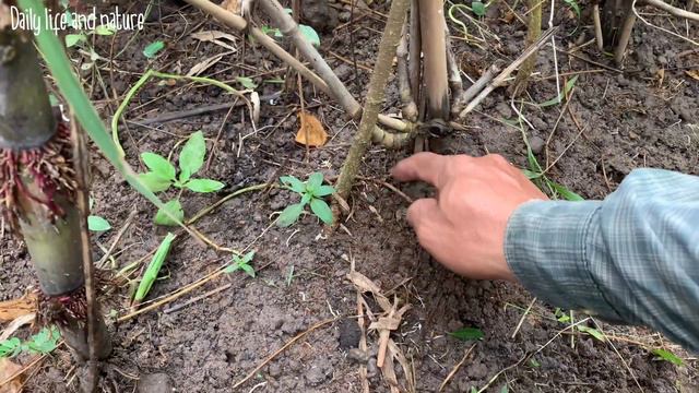 How To Grow Winged Bean from Seeds to Harvest-Growing Winged Bean Plant at Home